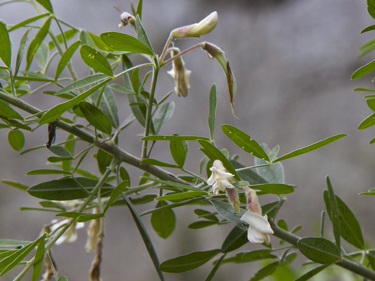 Chamaecytisus proliferus